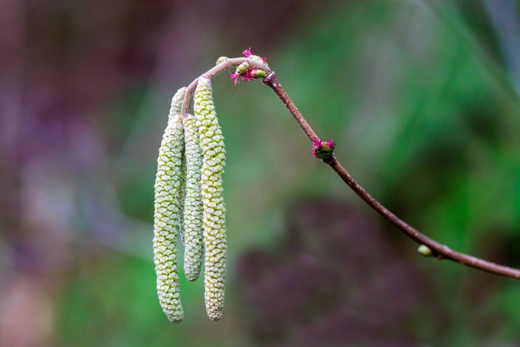Catkins