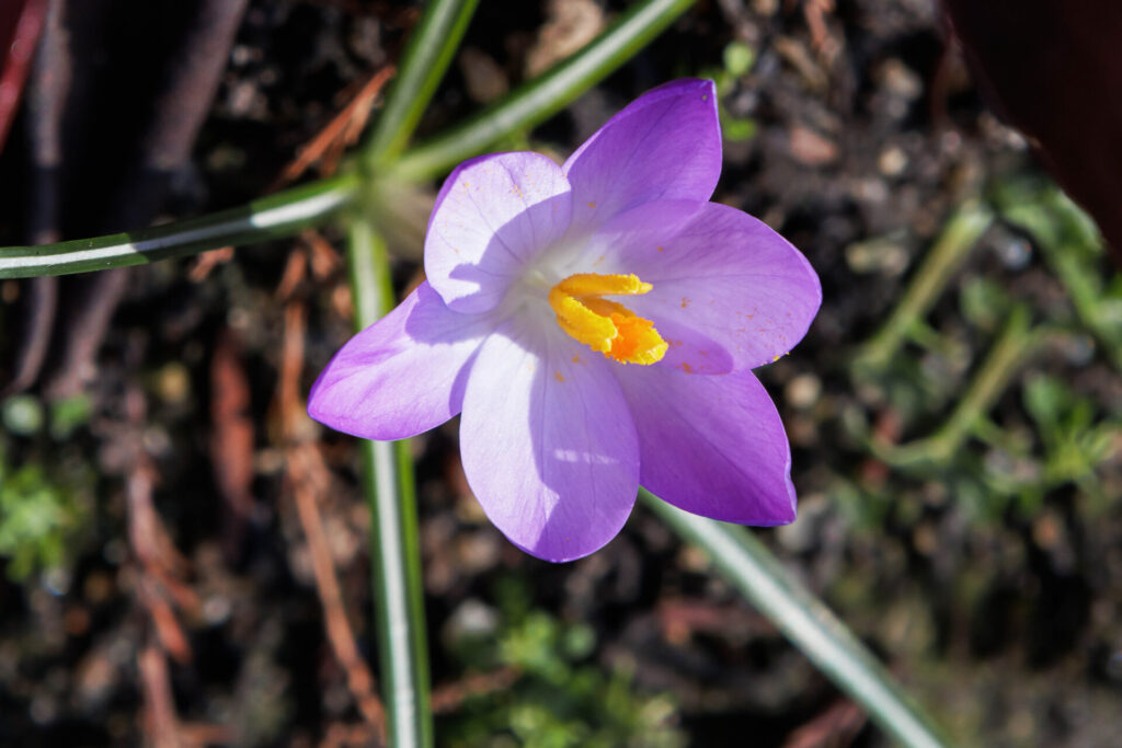 Crocus