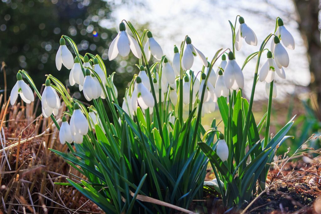 Snowdrops